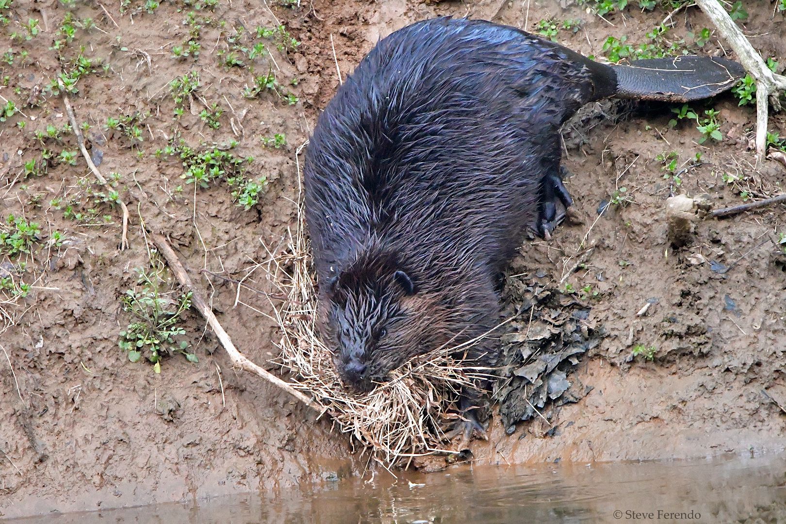 "Natural World" Through My Camera: Down At The Creek, Beavers and Muskrats